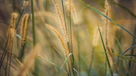 pexels-pok-rie-285978
